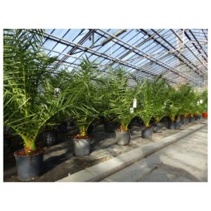 Palme 90-120 cm