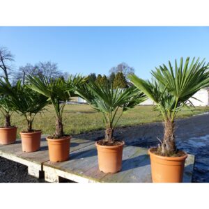 Hanfpalme "M" Palme Trachycarpus fortunei winterhart