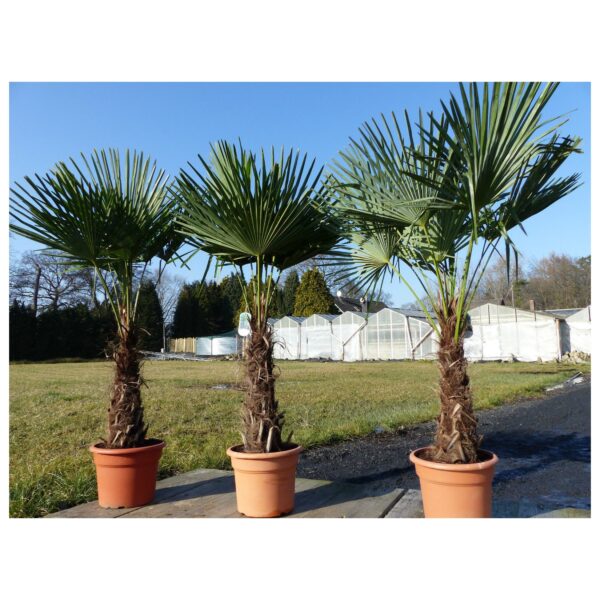 3 Stück XXL Palme winterhart 200-220 cm Trachycarpus fortunei