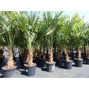 XXL Palme winterhart 180 - 190 cm Trachycarpus fortunei