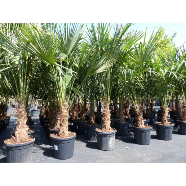 XXL Palme winterhart 180 - 190 cm Trachycarpus fortunei