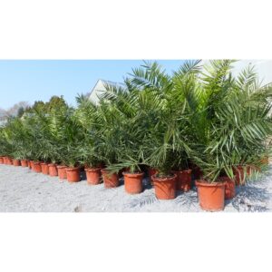 Palme XXL 160 cm Phoenix canariensis