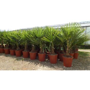 Palme XL 120-150 cm Trachycarpus fortunei