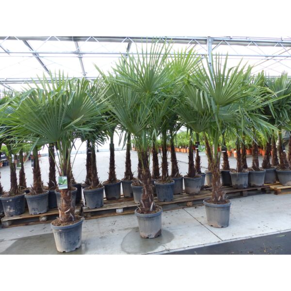 XXL+ Palme winterhart 170 - 190 cm Trachycarpus fortunei