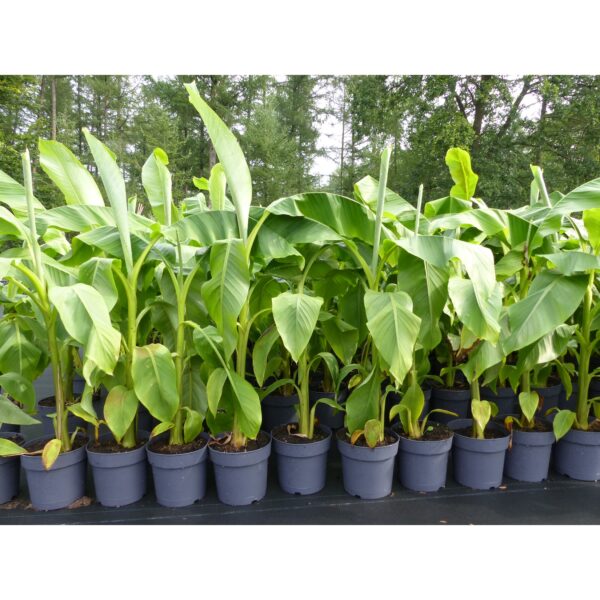 Bananenstaude Banane Musa Basjoo 140 - 170 cm winterhart Staude japanische Faserbanane