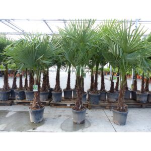 3 Stück XXL+ Palme winterhart 190 - 220 cm Trachycarpus fortunei