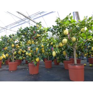 PREMIUM echter Zitronenbaum extra viele Früchte Zitrone Citrus Limon 80 - 100 cm Zitruspflanze