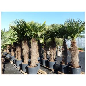 XXXXL 250 - 270 cm Trachycarpus fortunei 170 cm Stamm Hanfpalme