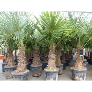 5 Stück XXL Stämme Palme winterhart 180 cm Trachycarpus fortunei