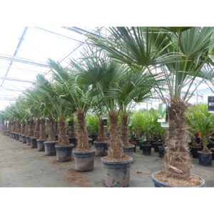 3 Stück im Palmenset Trachycarpus fortunei dicke Stämme 200 cm Hanfpalme