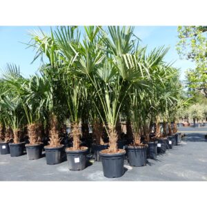 3 Stück XXL Palme winterhart 190 - 220 cm Trachycarpus fortunei