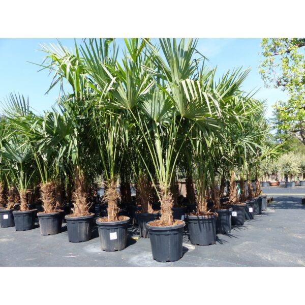 3 Stück XXL Palme winterhart 190 - 220 cm Trachycarpus fortunei