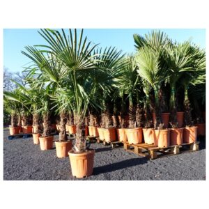 XXL Palme winterhart 180 cm Trachycarpus fortunei