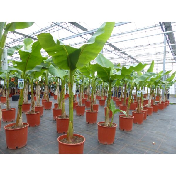 Bananenstaude Banane Musa Basjoo 160 cm winterhart Staude japanische Faserbanane