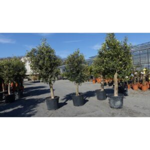 3x Olivenbaum Olive "20 Jahre" 160 - 170 cm