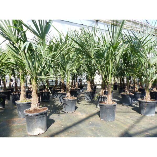 Trachycarpus fortunei 140 cm Palme Hanfpalme