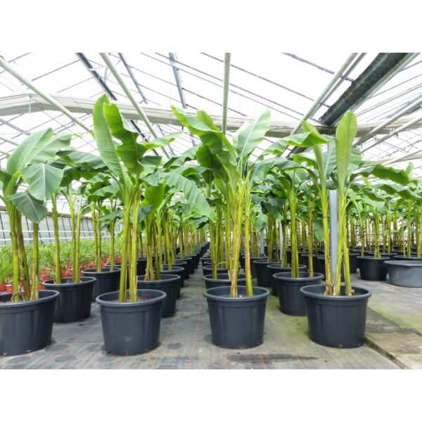 Bananenstaude als 3er Gruppe  Banane Musa Basjoo 220 cm winterhart Staude japanische Faserbanane