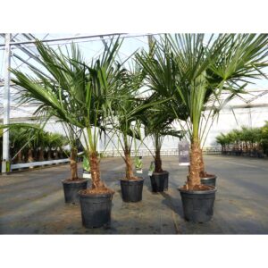 Trachycarpus fortunei 170 cm Palme Hanfpalme