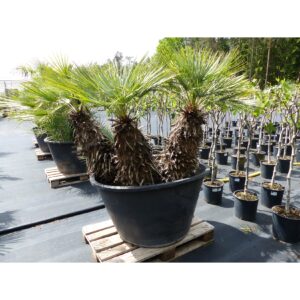 Palmengruppe Palme 174 cm Cerifera - Blaue Zwerg-Palme  Humilis