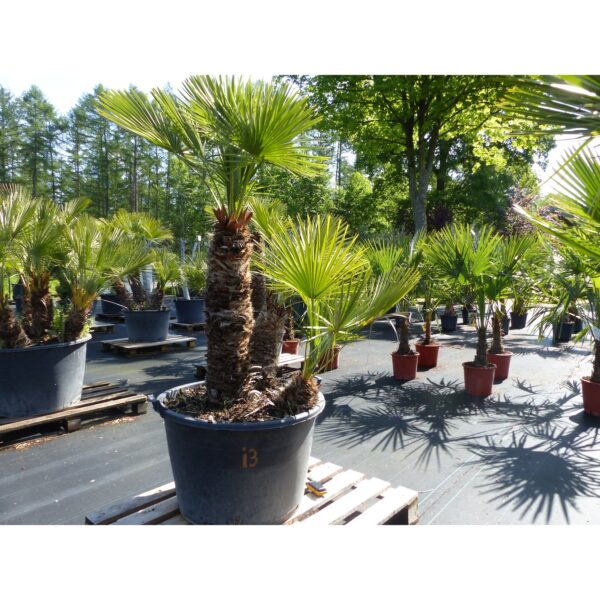 Palmengruppe Palme 180cm Zwergpalme Chamaerops Humilis