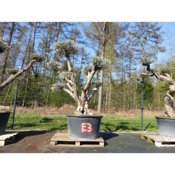 Olivenbaum Pon Pon 210 cm Bonsai Formgehölz winterhart