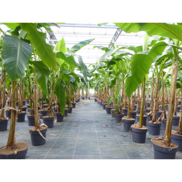 Angebot Bananenstaude Musa Basjoo 140 - 160 cm winterhart Staude japanische Faserbanane