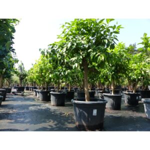 Zitrus XXL Grapefruit Citrus Paradisi Zitruspflanze 140 - 160 cm