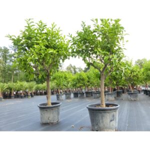 Zitrus Zitronenbaum Zitrone Citrus Limon Limone 170 - 200 cm Zitruspflanze