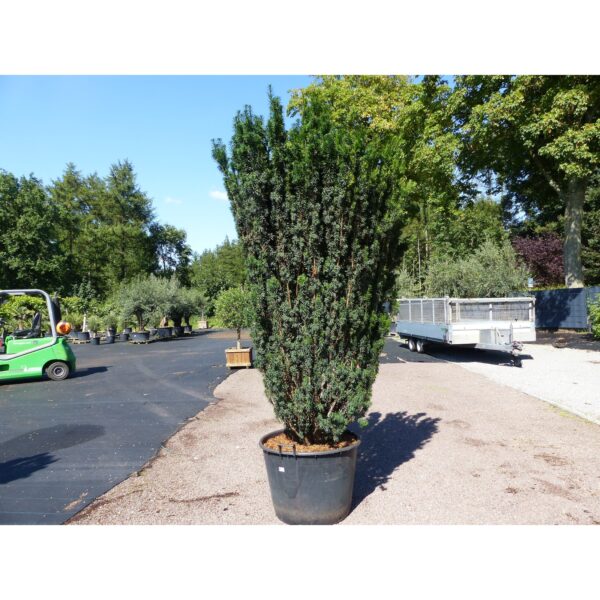 Taxus Baccata Säule 180 - 210 cm