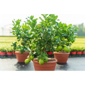 Bonsai echter Zitronenbaum 50 - 60 cm Zitrone Citrus Limon Zitruspflanze