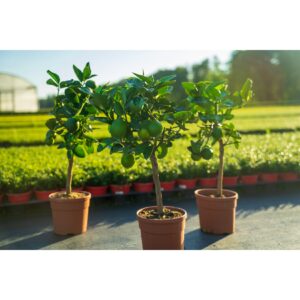 echte Caipi Limette Bonsai Limettenbaum Citrus Lime 50 - 60 cm Zitruspflanze