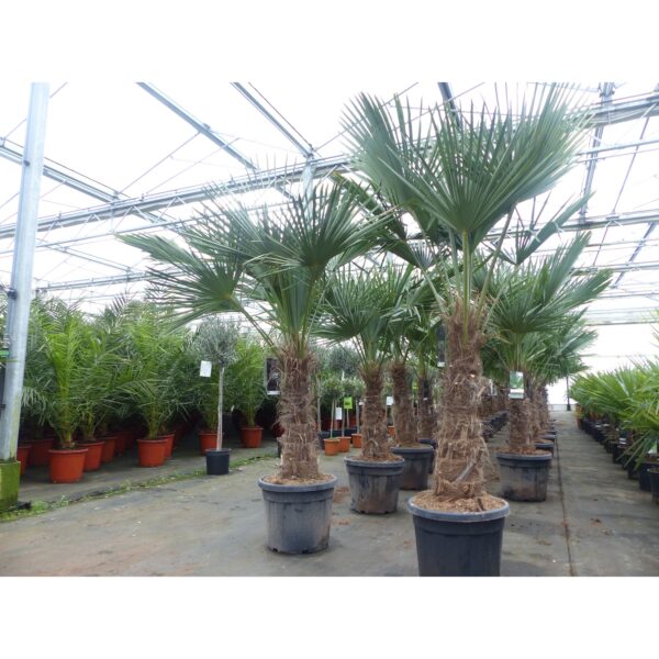 Trachycarpus fortunei dicker Stamme