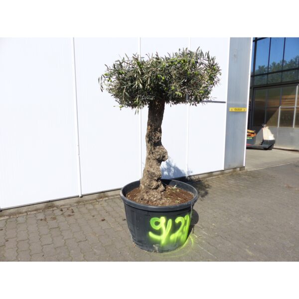 genau dieser Baum Nr. 9 233