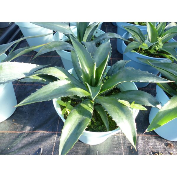 Agave Fourcroydes 30 - 45 cm