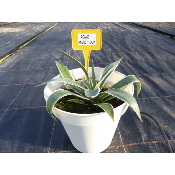 Agave-Angustifolia-30-40-cm