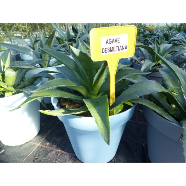 Agave-Desmetiana-35-45-cm Winterhard - 5 Grad