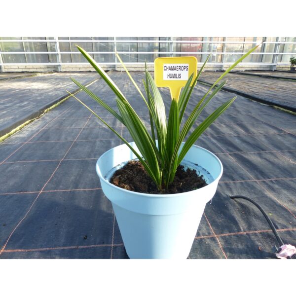 Palme 40 - 45 cm chamaerops - Humilis