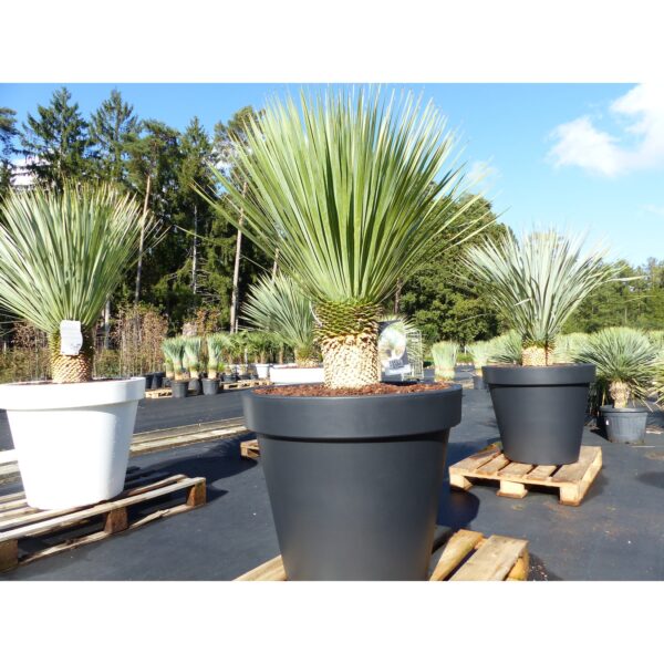 Yucca Rostrata 170 cm