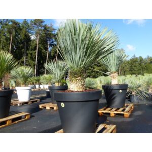 Yucca Rostrata 186 cm