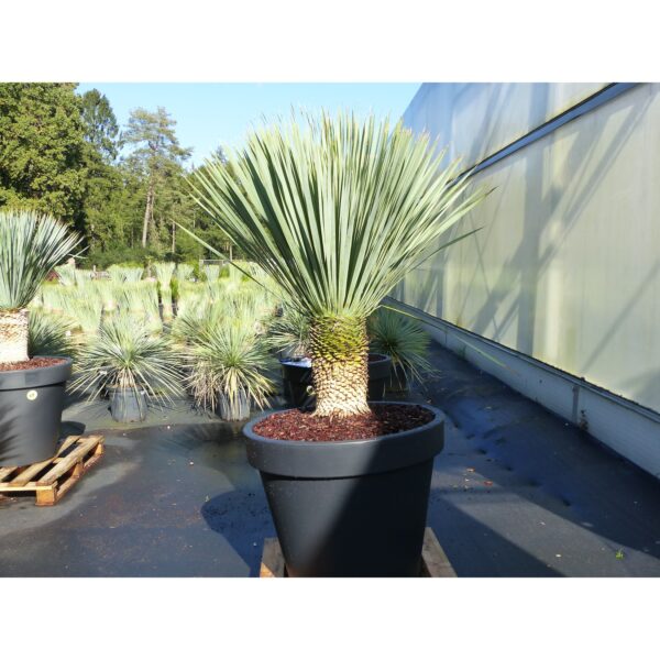 Yucca Rostrata 180 cm