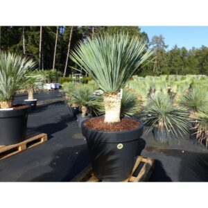 Yucca Rostrata 175 cm