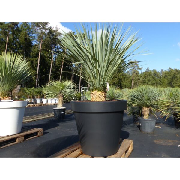 Yucca Rostrata 170 cm