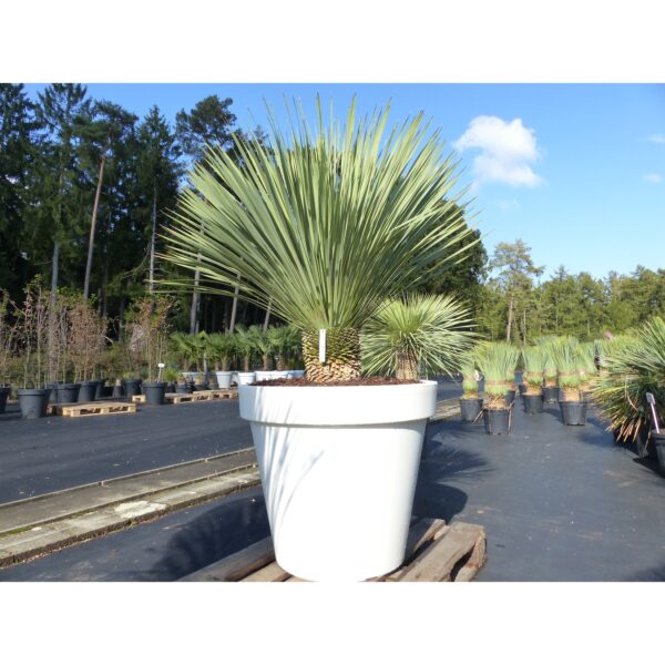 Yucca Rostrata 166 cm