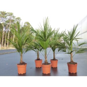 Trachycarpus fortunei 160 cm Palme Hanfpalme