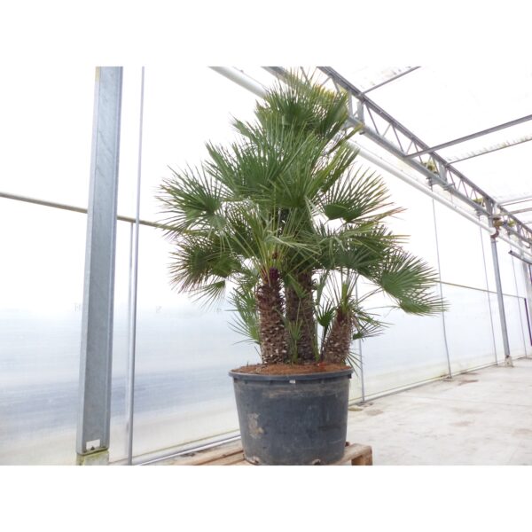 Palmengruppe Palme 280 -  285 cm Chamaerops Humilis